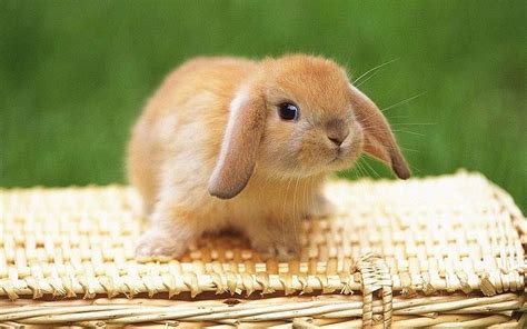 bunny cute pictures|bunnies pictures for background.